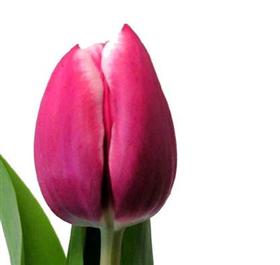 Debutante Tulip