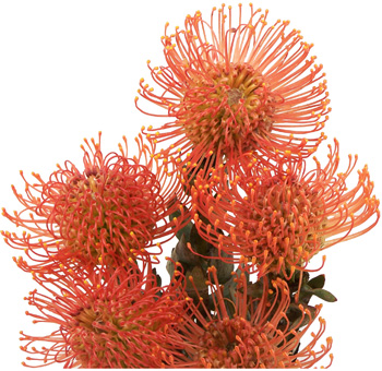 Protea-Pin-Cushion-flower